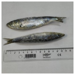 SARDINA Mediana 20-30