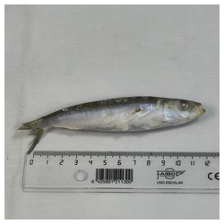 SARDINA Pequeña 60-65 